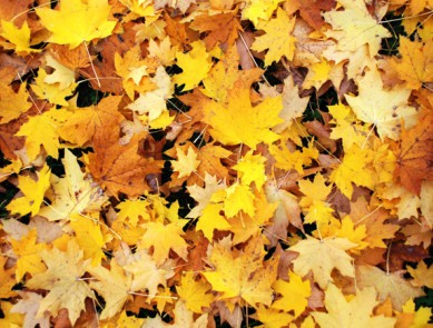 L'automne est là : traversez la saison sans encombre